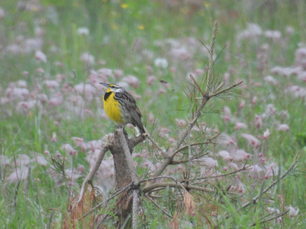 Eastern Meadowlark - ML619654281