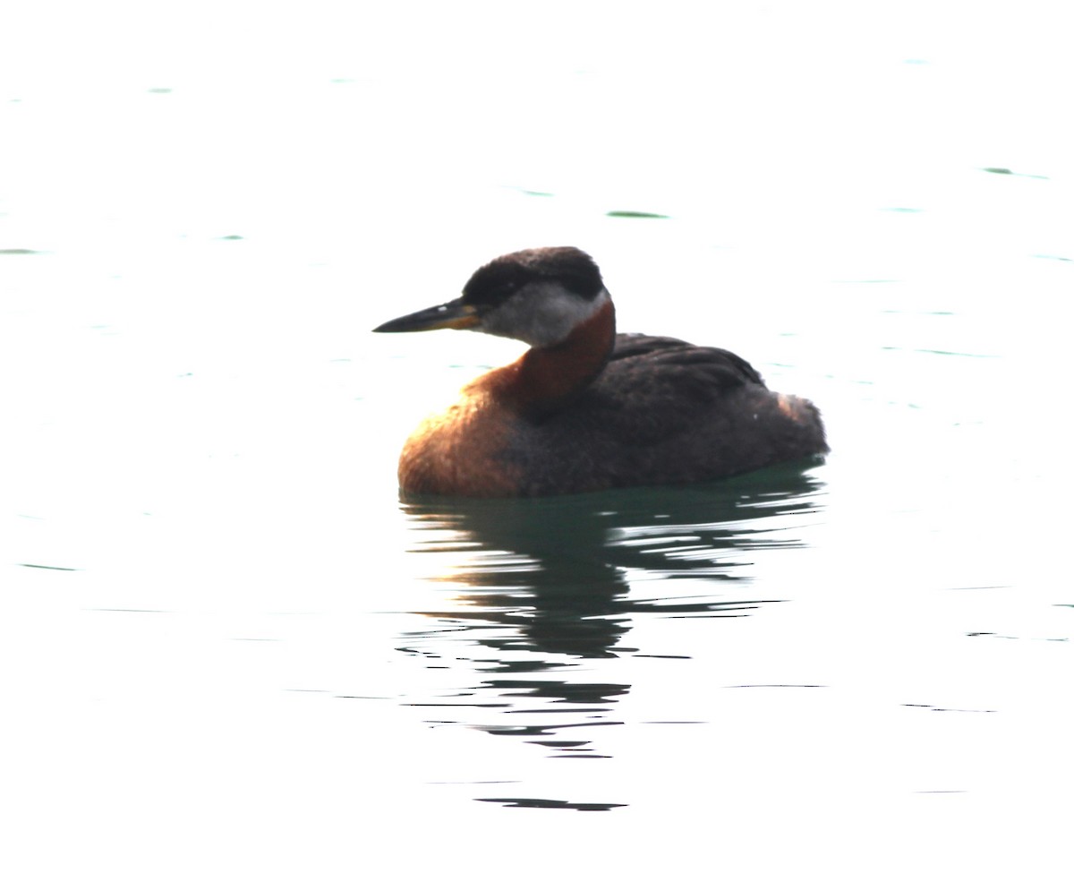 Red-necked Grebe - ML619654284