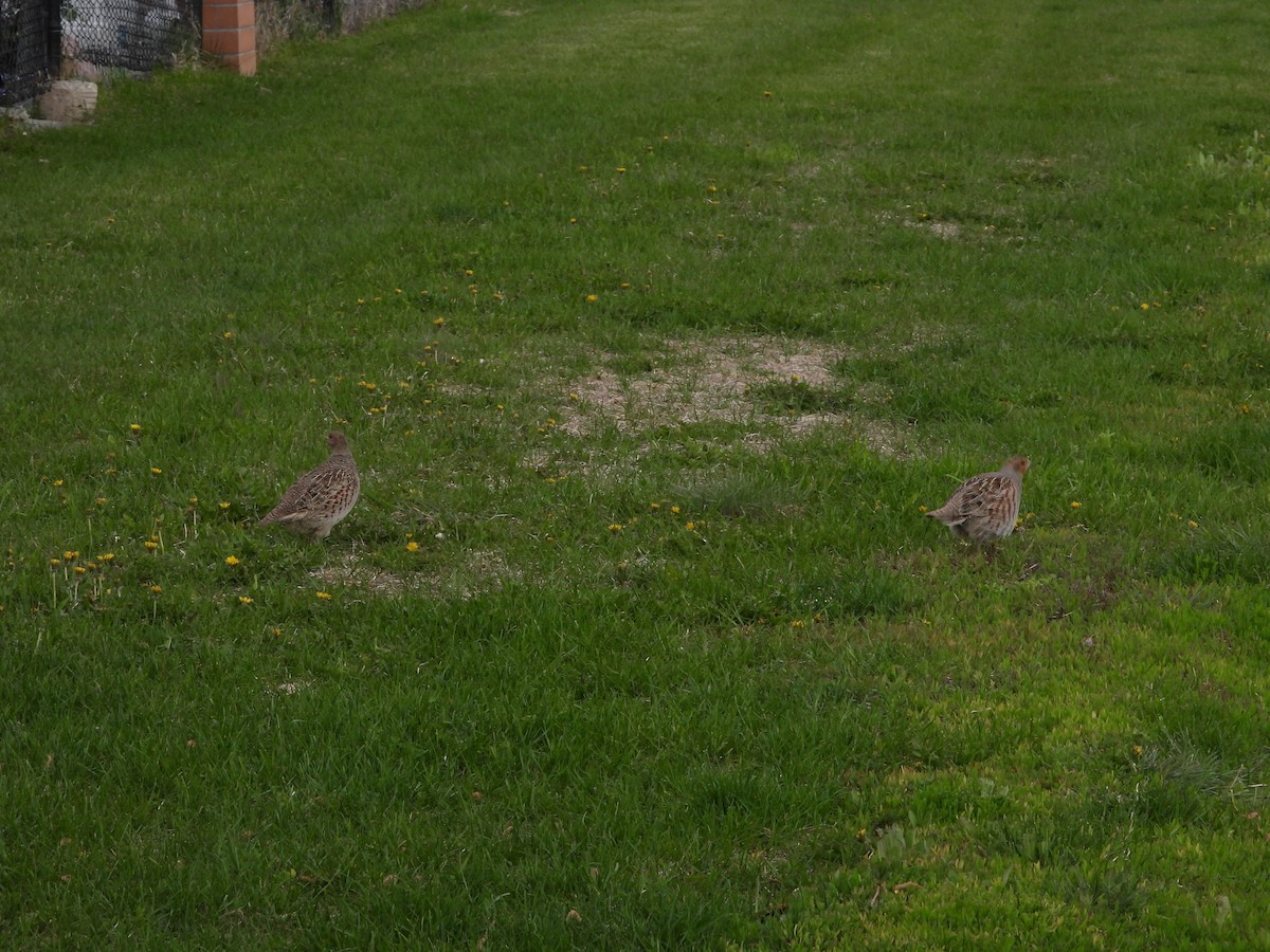 Gray Partridge - Gerard Nachtegaele