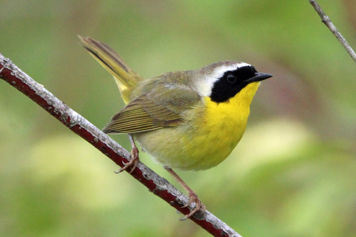 Common Yellowthroat - Jay Rasmussen