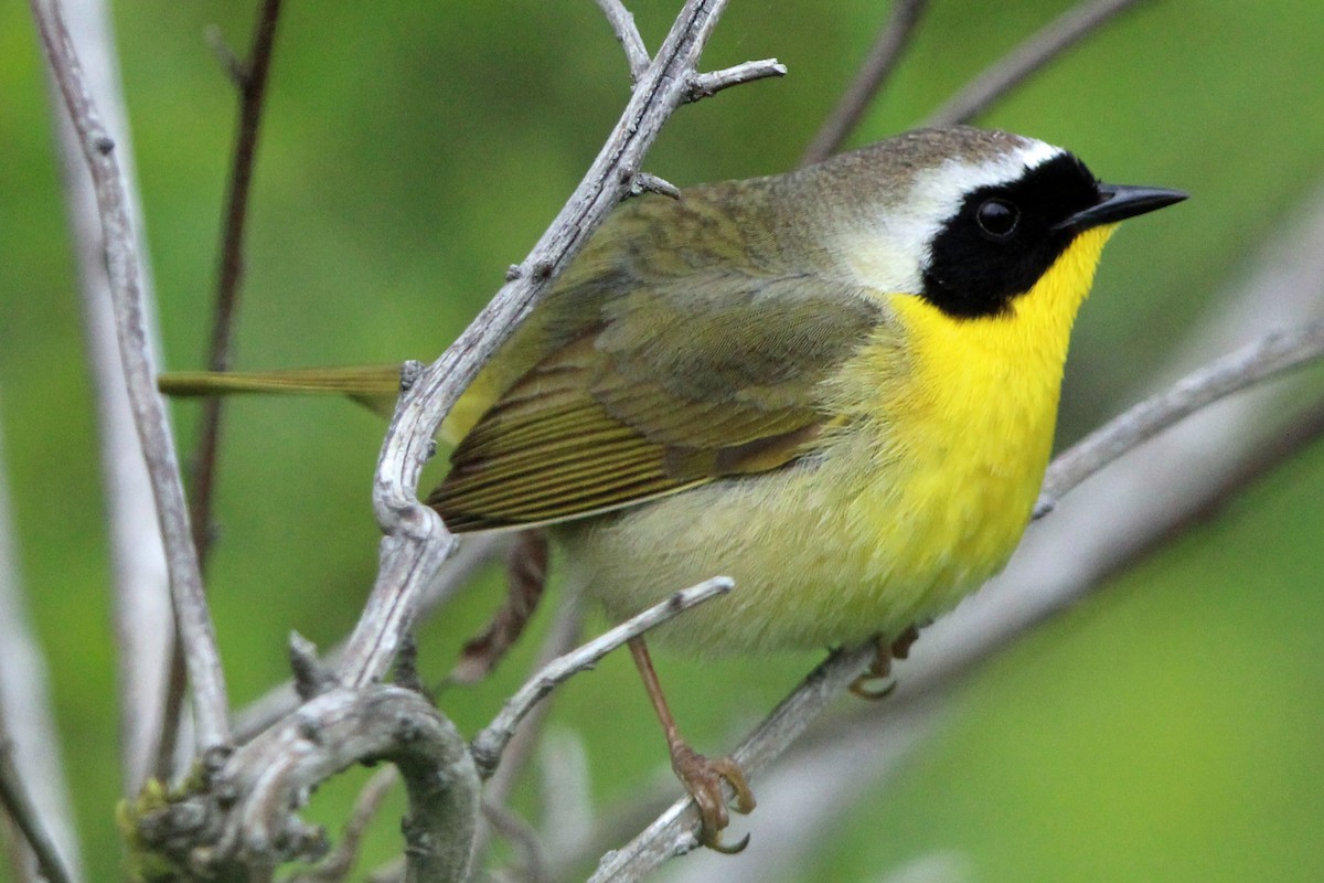 Common Yellowthroat - Jay Rasmussen