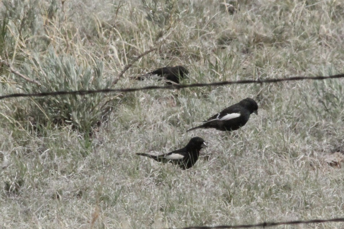 Lark Bunting - Andrew Theus