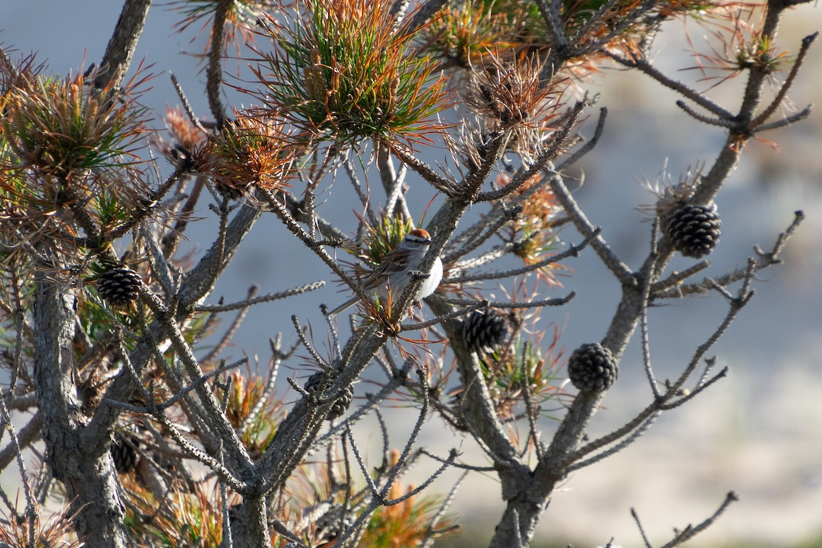 Chipping Sparrow - Haley Johnson