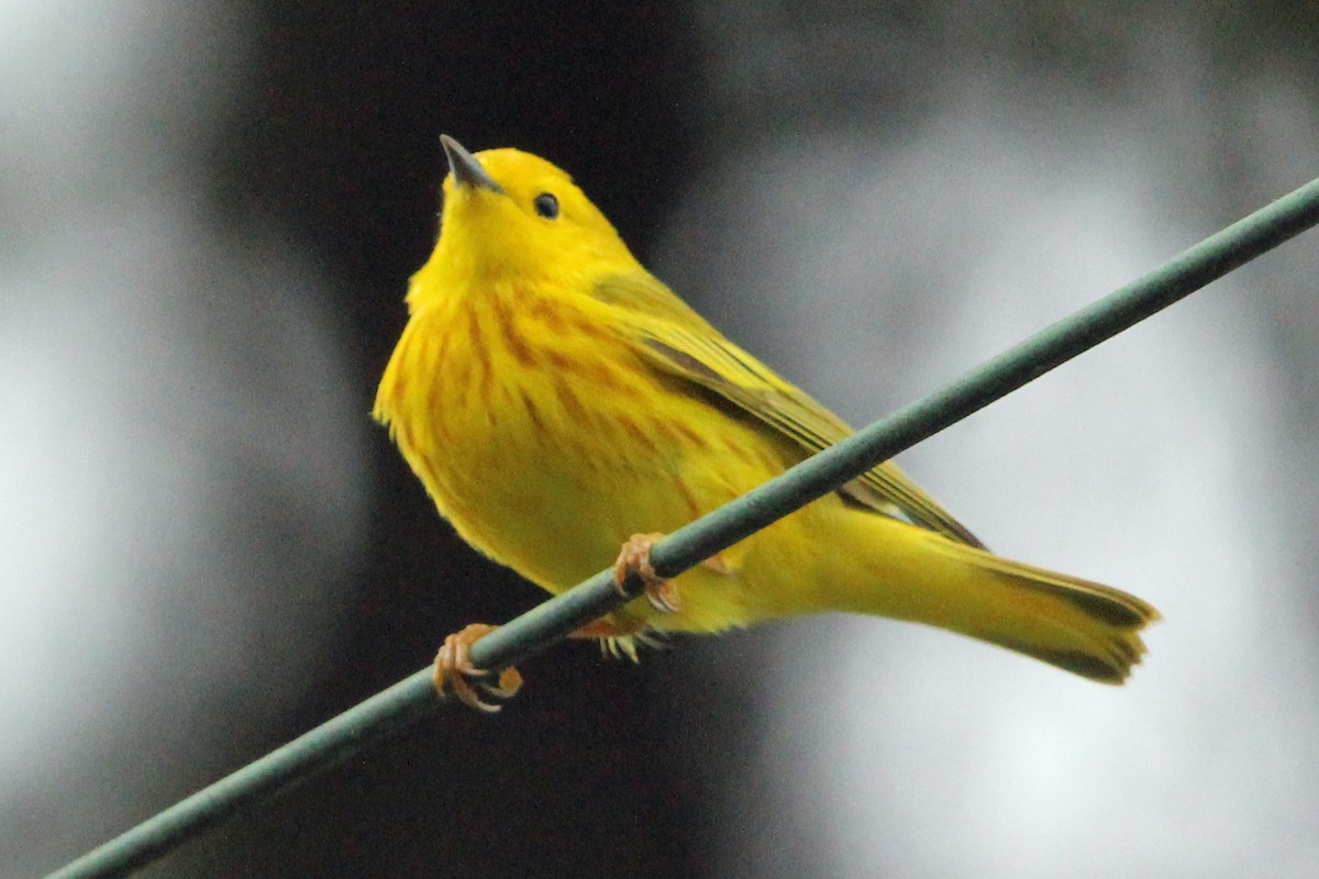 Yellow Warbler - Jay Rasmussen