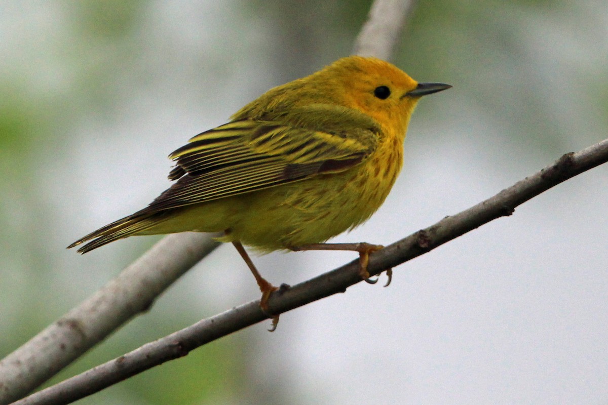 Yellow Warbler - Jay Rasmussen