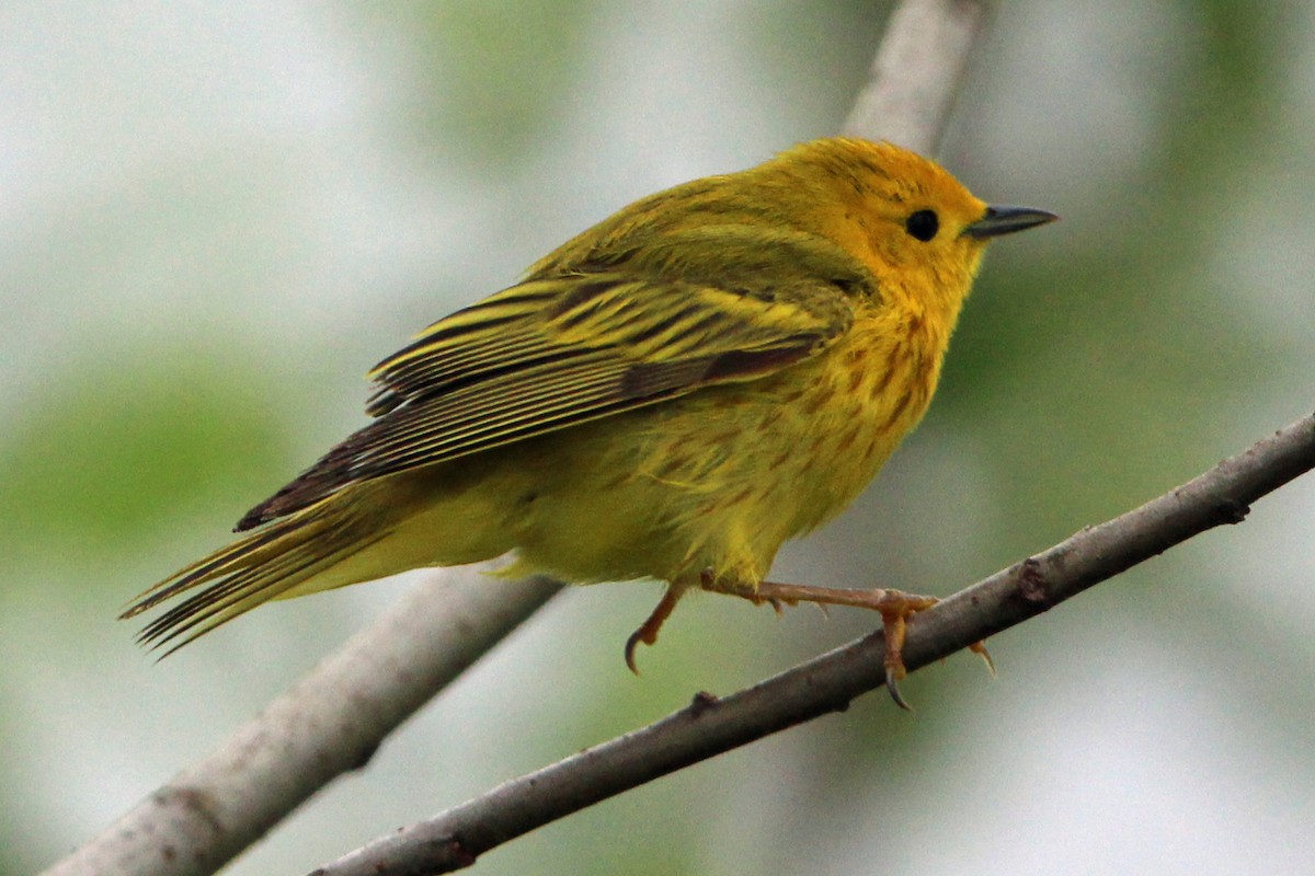 Yellow Warbler - Jay Rasmussen