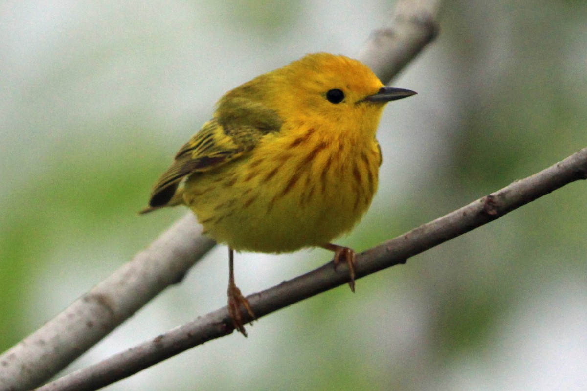 Yellow Warbler - Jay Rasmussen