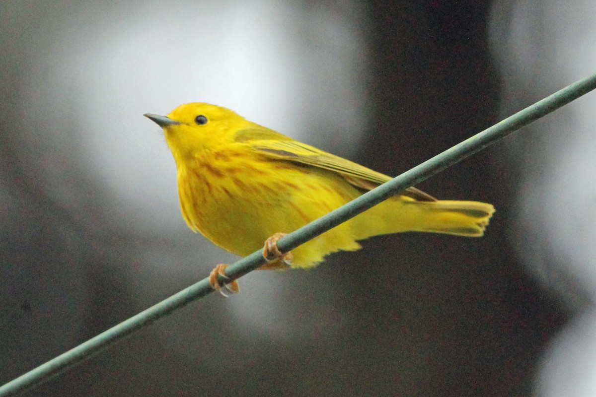 Yellow Warbler - Jay Rasmussen