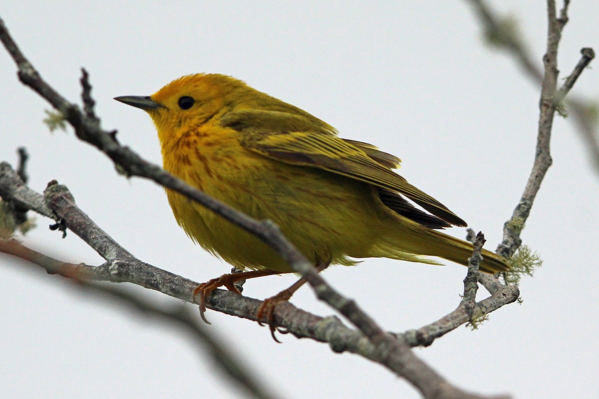 Yellow Warbler - Jay Rasmussen