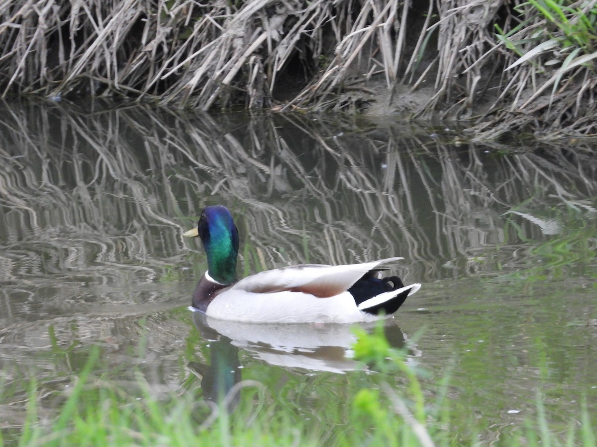 Mallard - Gerard Nachtegaele