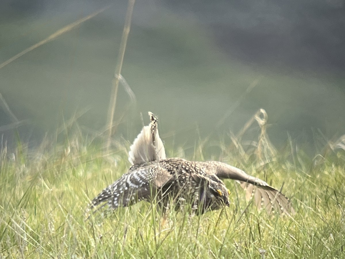 Sharp-tailed Grouse - ML619654322