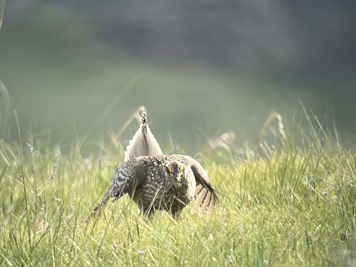 Sharp-tailed Grouse - Daryl Bernard