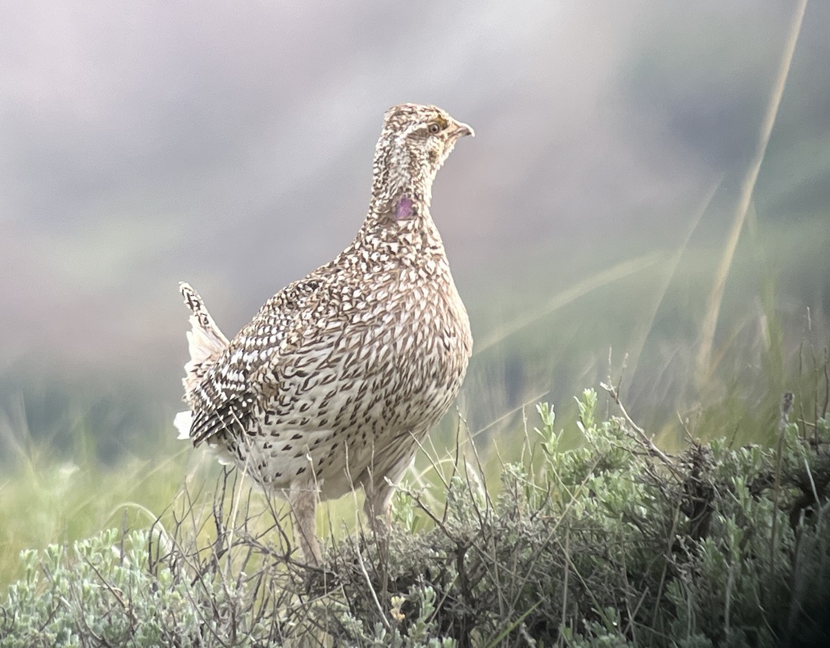 Sharp-tailed Grouse - Daryl Bernard