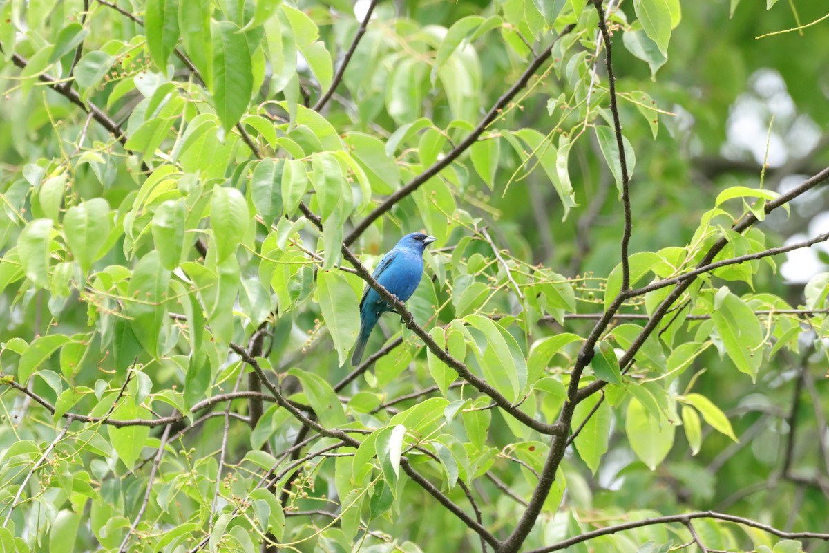 Indigo Bunting - William Going