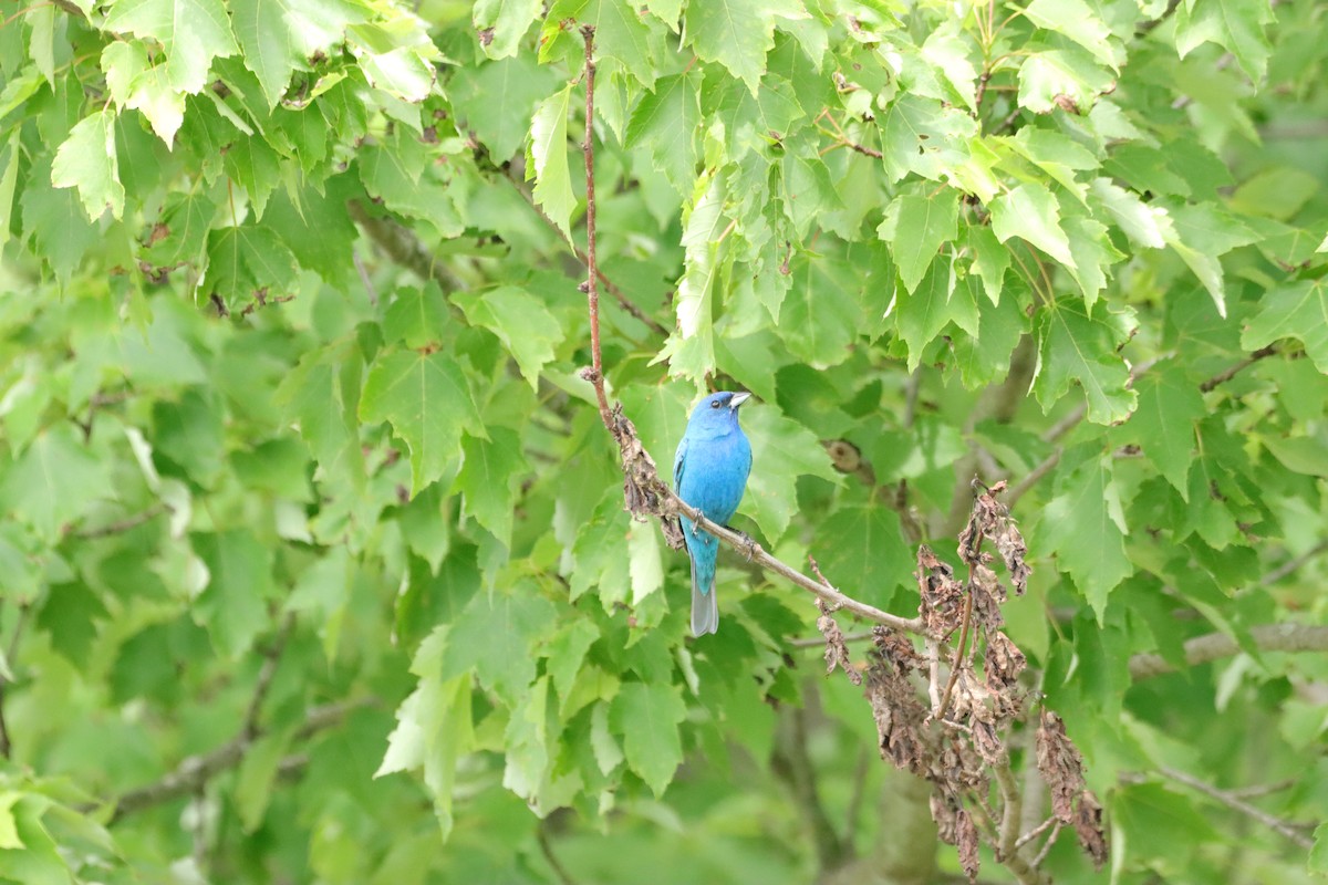 Indigo Bunting - William Going