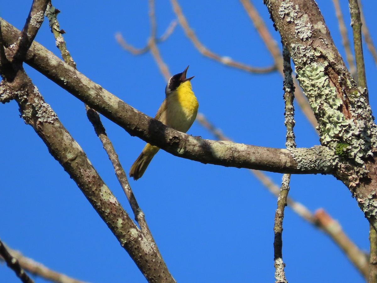 Common Yellowthroat - Michael  Zunno