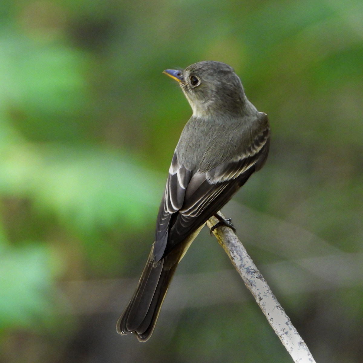 Eastern Wood-Pewee - Consuelo Hernandez Garcia