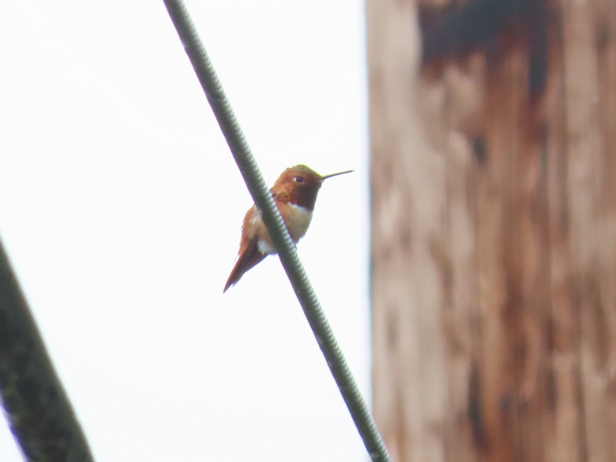 Rufous Hummingbird - Kyle Leader