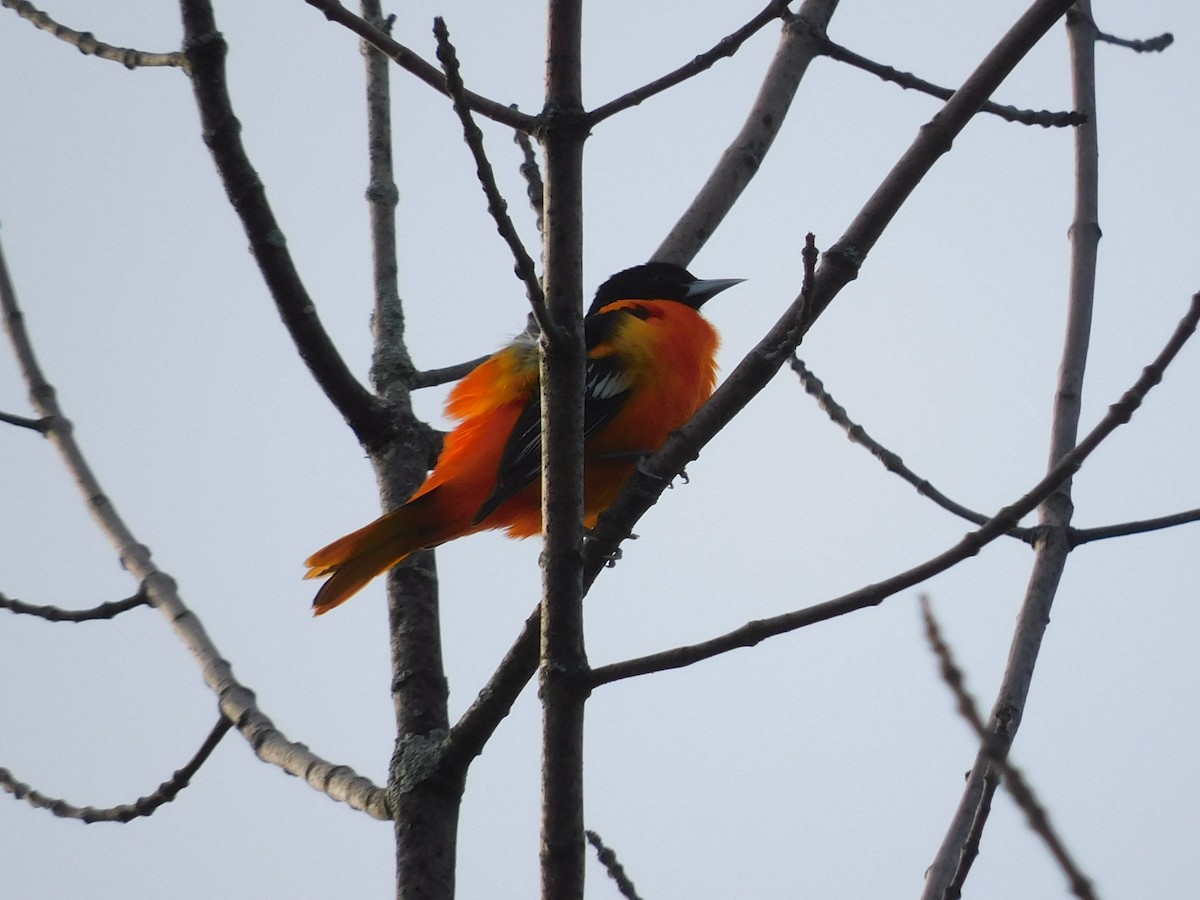 Baltimore Oriole - Charles Chu