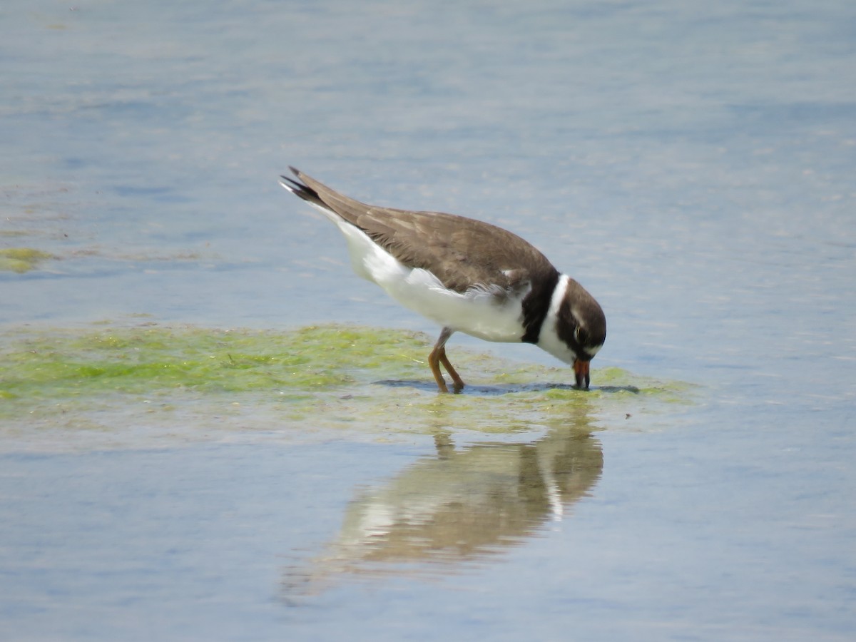 Semipalmated Plover - Gregg Friesen