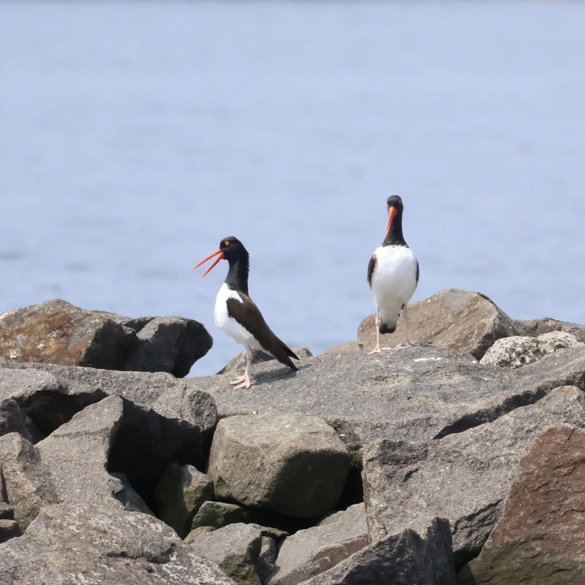 American Oystercatcher - Parsley Steinweiss