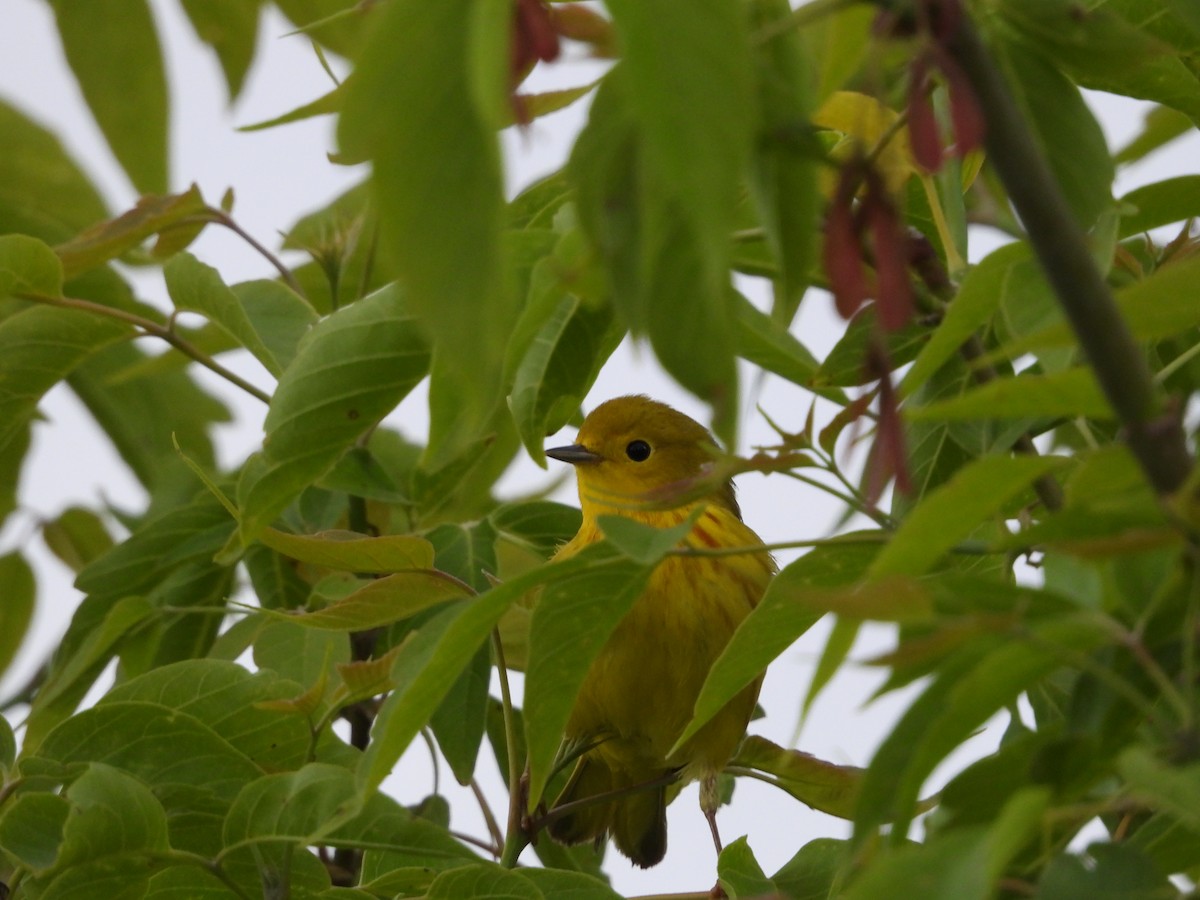 Yellow Warbler - Gerard Nachtegaele