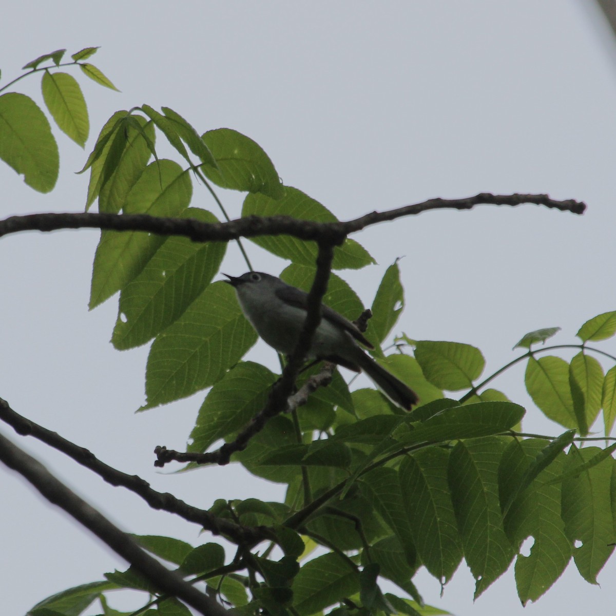 Blue-gray Gnatcatcher - Justin Merry