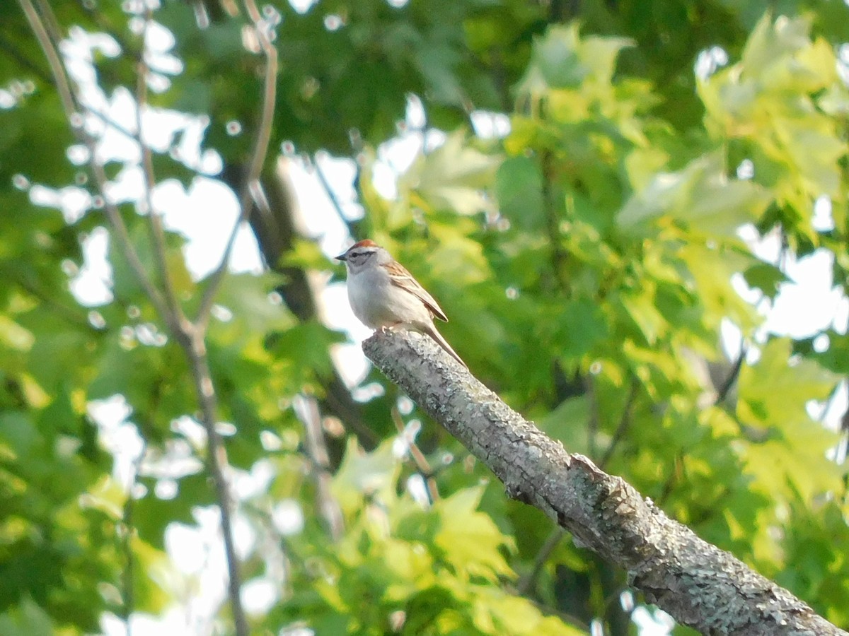 Chipping Sparrow - Charles Chu