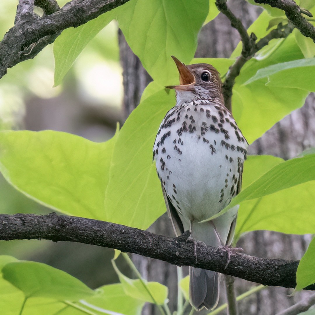 Wood Thrush - Anonymous