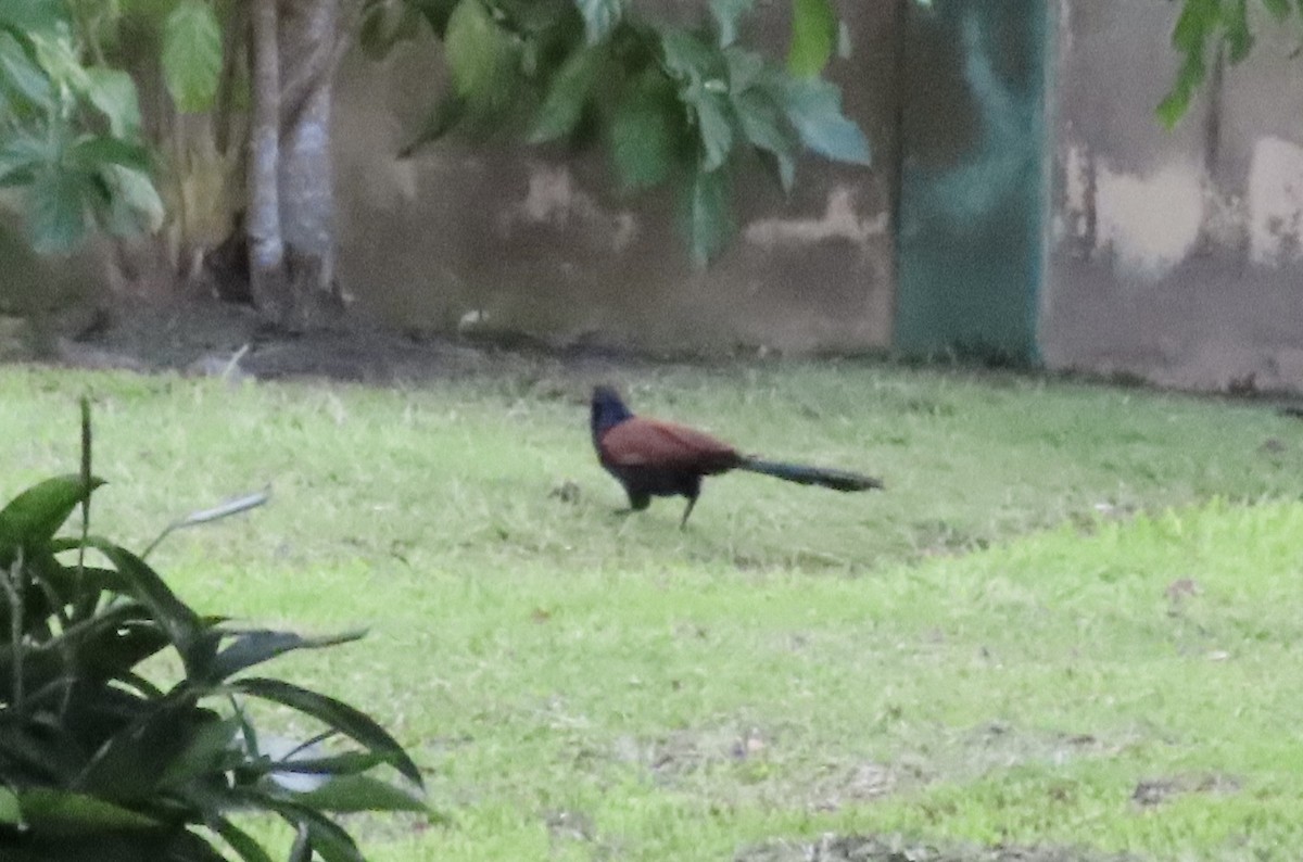 Greater Coucal - Dominique Dodge-Wan