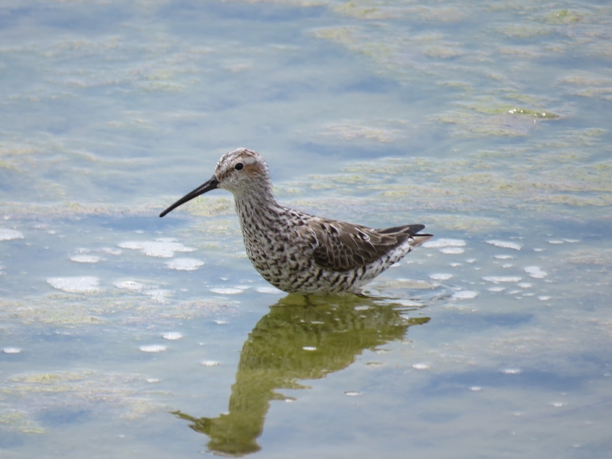 Stilt Sandpiper - Gregg Friesen