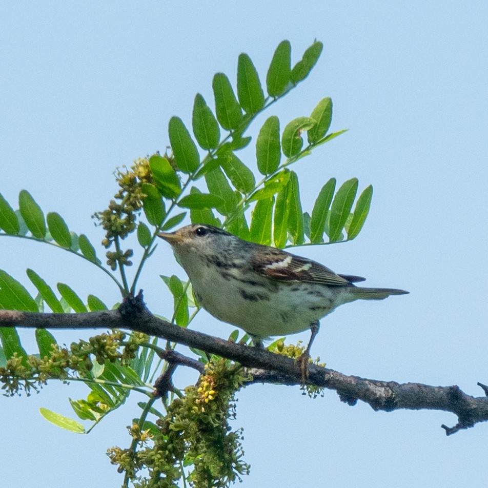 Blackpoll Warbler - Anonymous