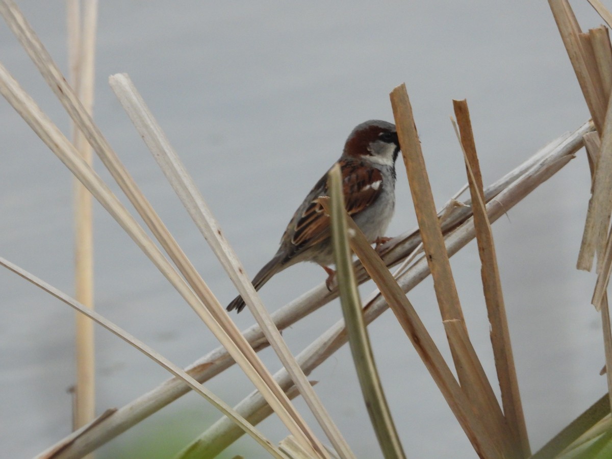 House Sparrow - Gerard Nachtegaele