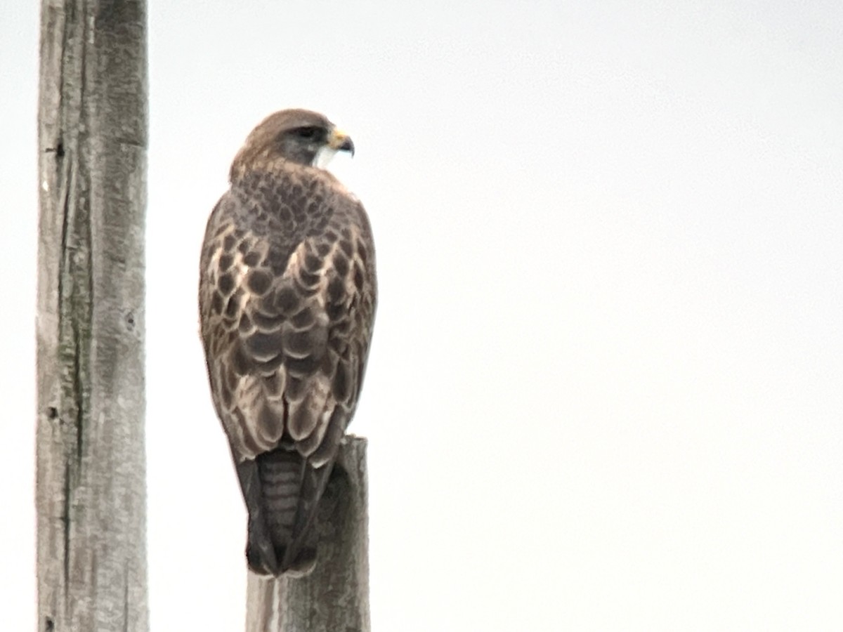 Swainson's Hawk - Daryl Bernard