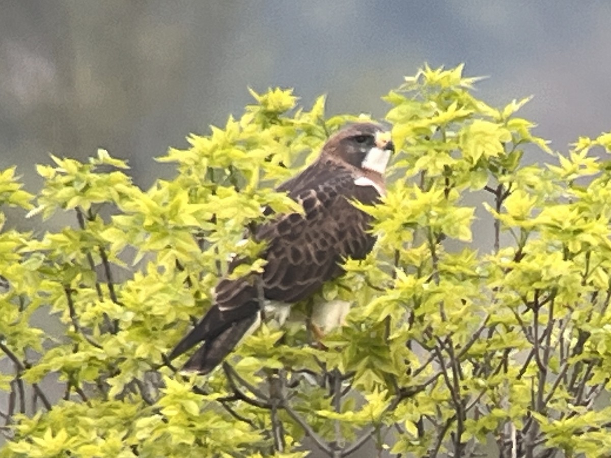 Swainson's Hawk - ML619654377