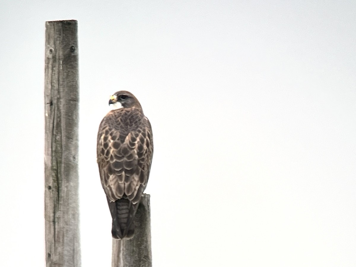 Swainson's Hawk - Daryl Bernard