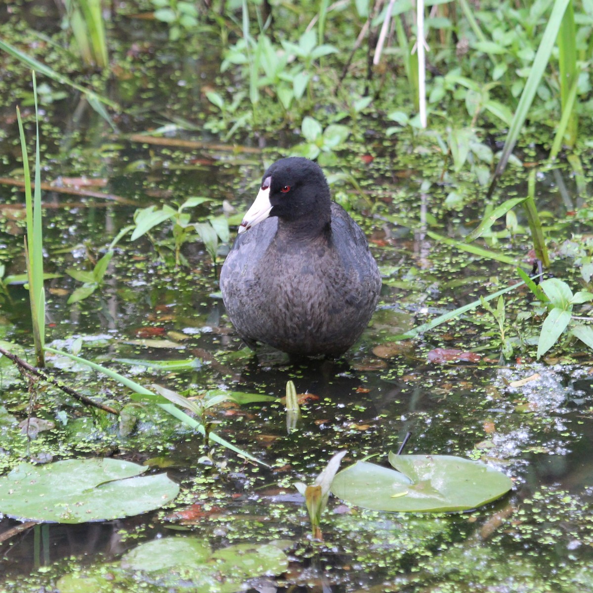 American Coot - Justin Merry