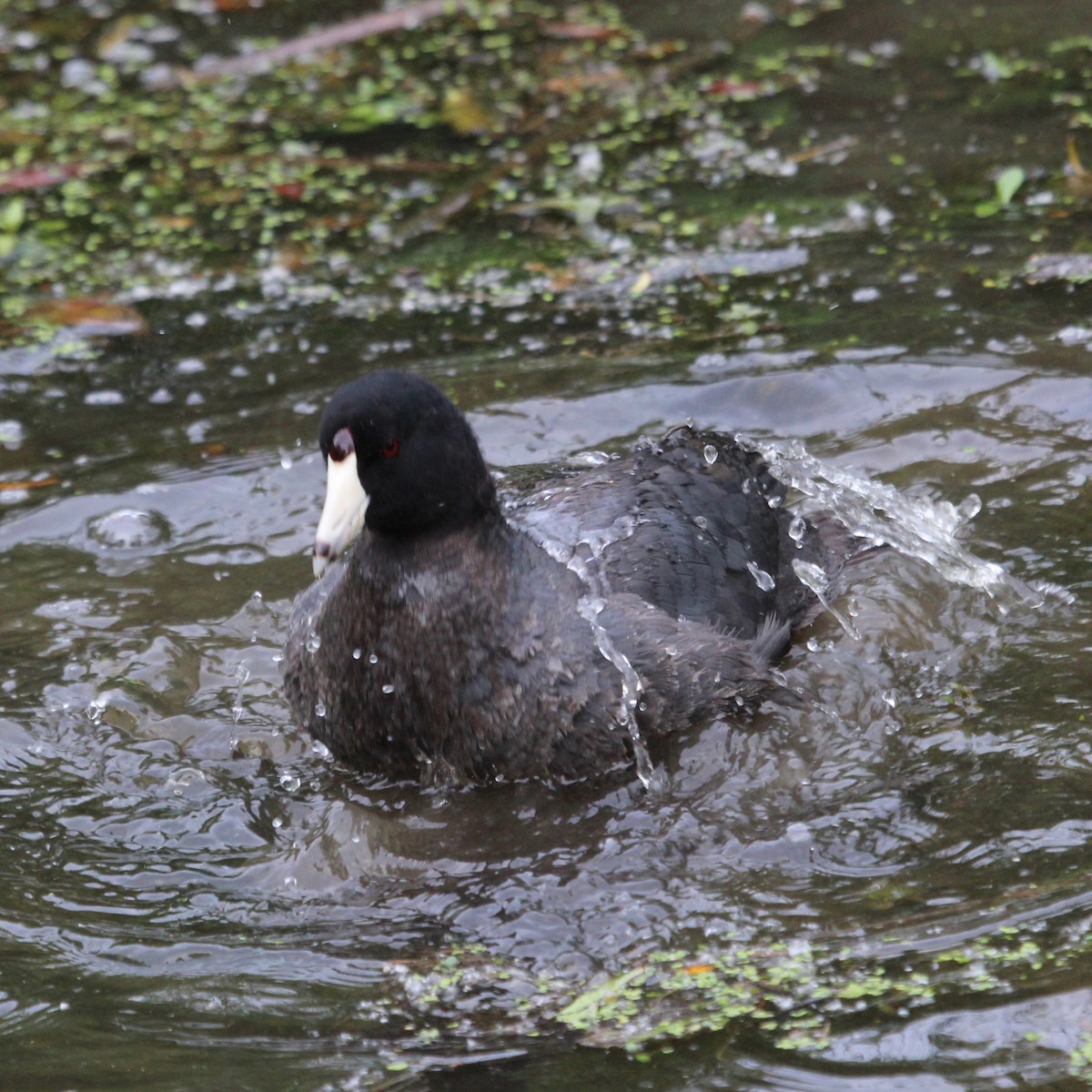American Coot - Justin Merry