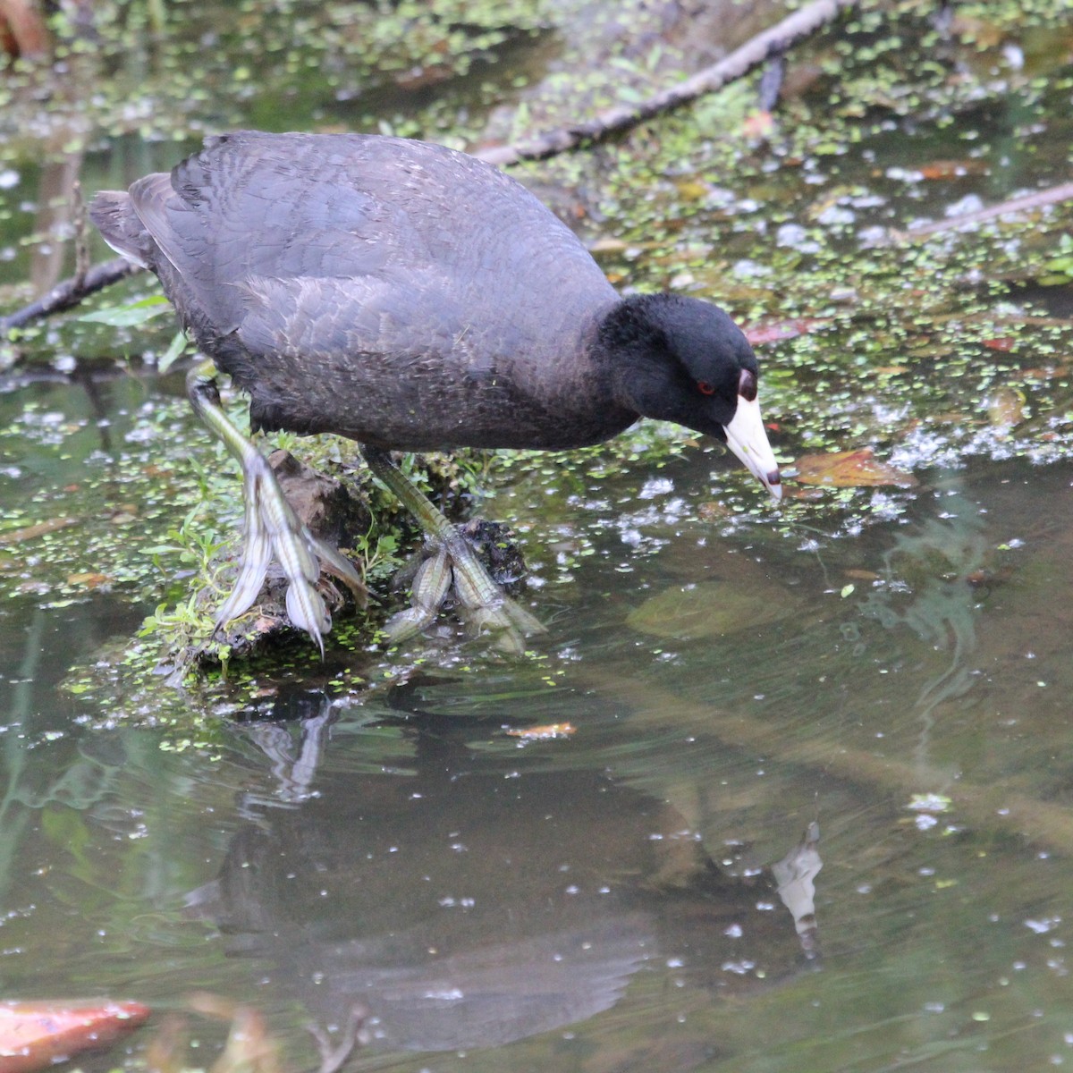 American Coot - Justin Merry