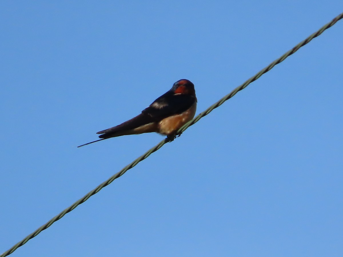 Barn Swallow - Michael  Zunno