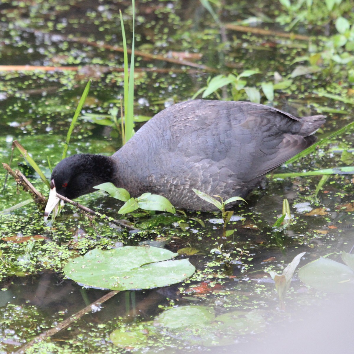 American Coot - Justin Merry