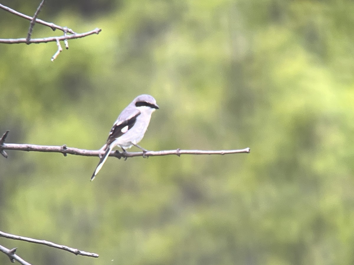 Loggerhead Shrike - Daryl Bernard