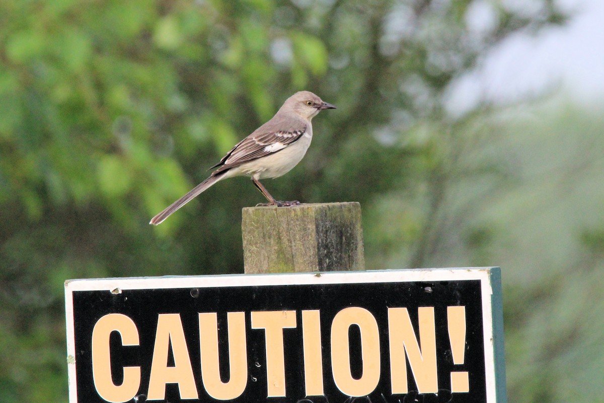 Northern Mockingbird - Donovan Jones