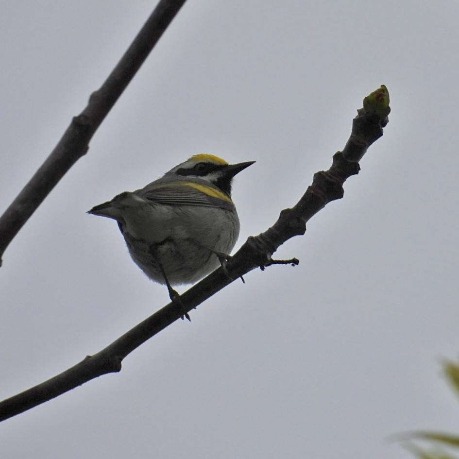 Golden-winged Warbler - Deb Diane