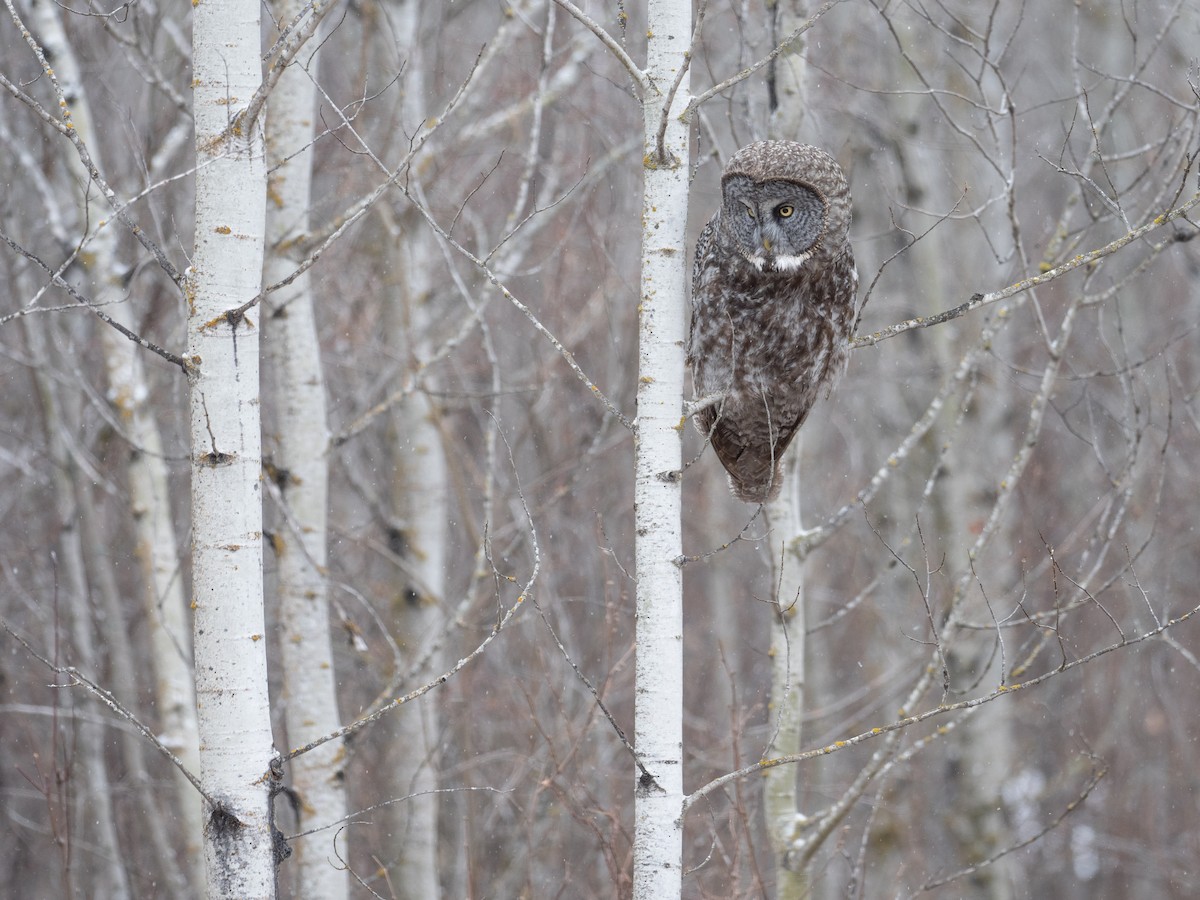 Great Gray Owl - Michael Dockery