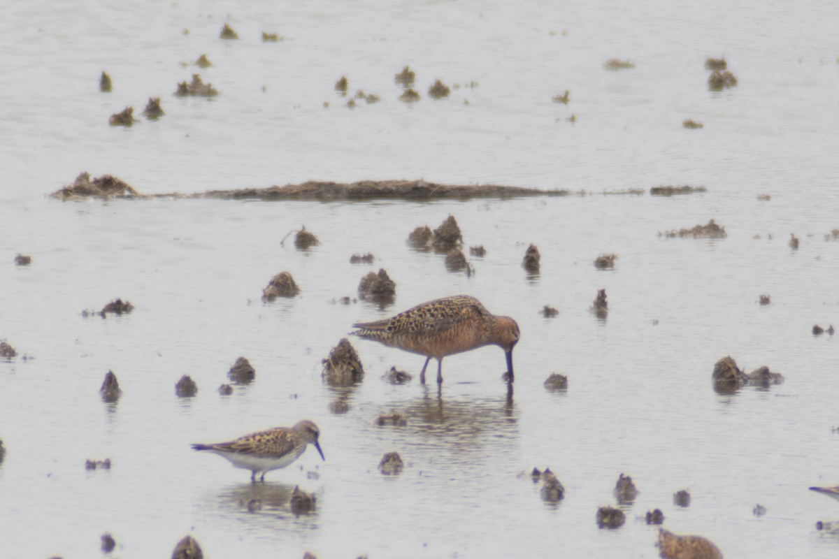 Long-billed Dowitcher - ML619654408