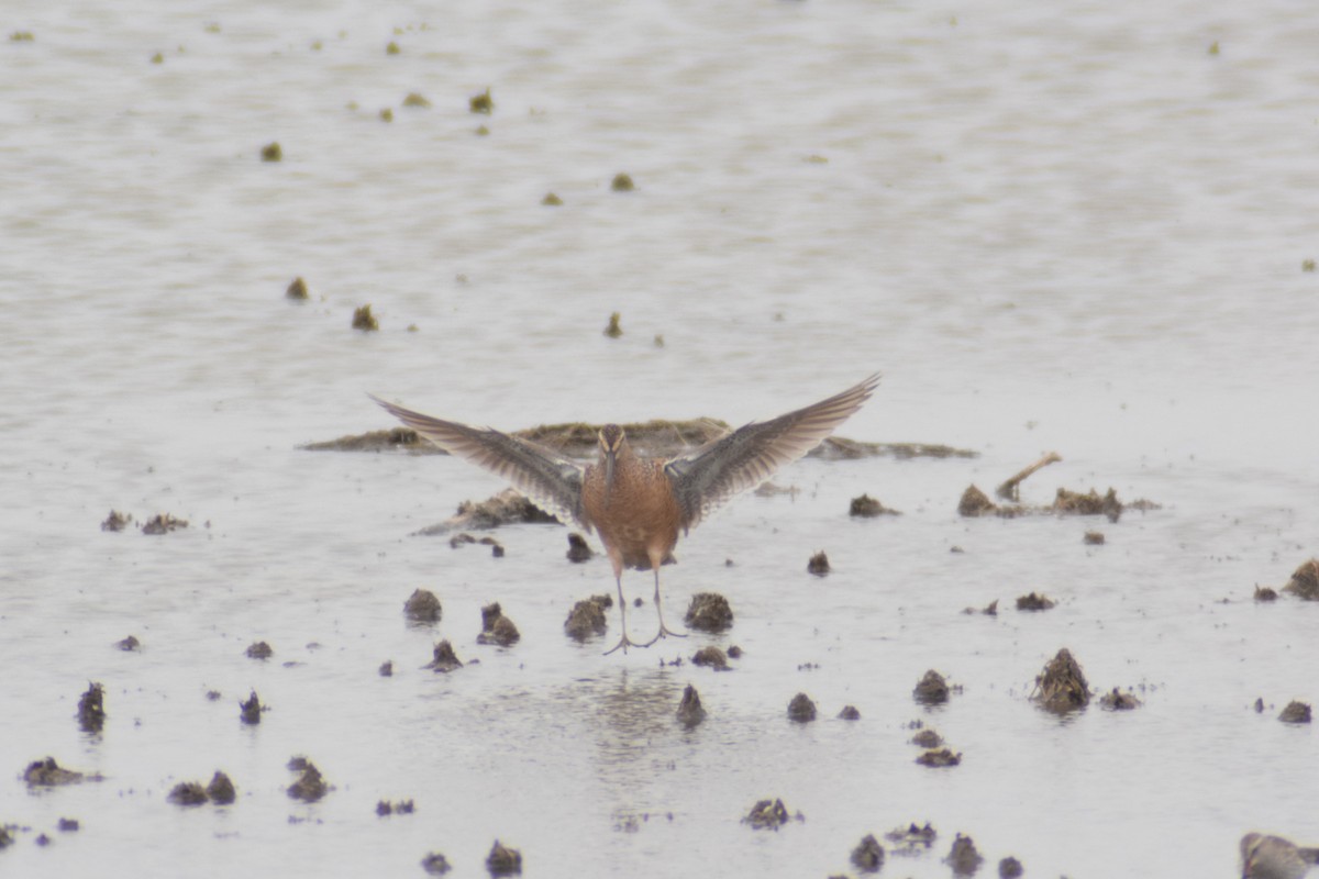 Long-billed Dowitcher - ML619654409