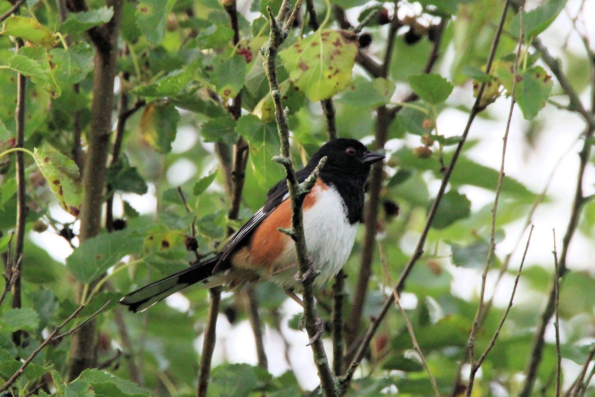 Eastern Towhee - ML619654410