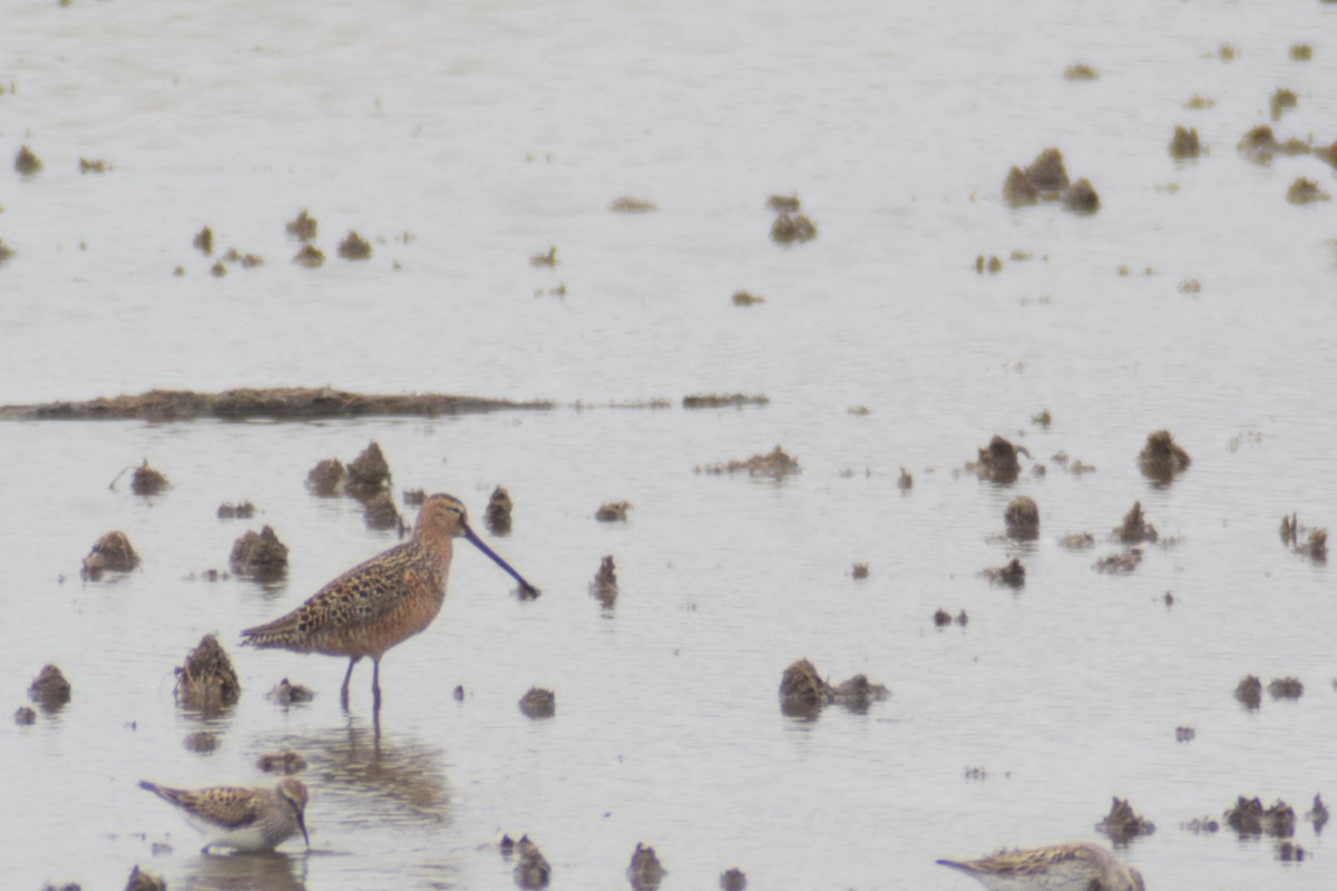 Long-billed Dowitcher - ML619654411