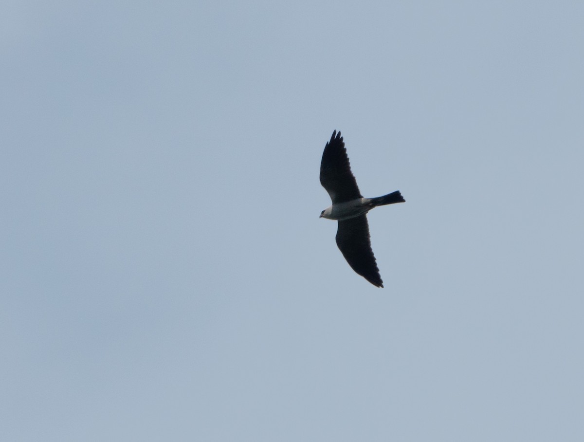 Mississippi Kite - Kim Tomko